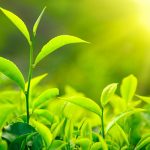 Bitkiler Güneş Enerjisini Nasıl Depolar