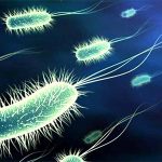 Bakteriler ve Özellikleri