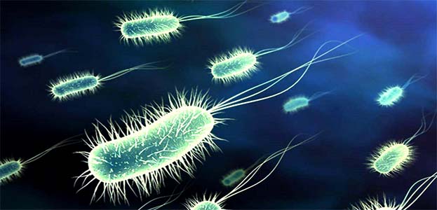 Bakteriler ve Özellikleri